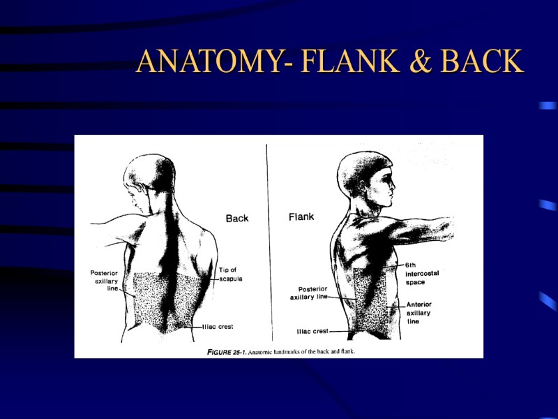 ANATOMY- FLANK & BACK